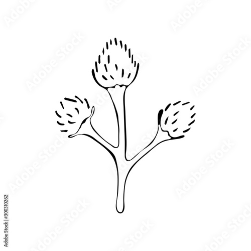 Willow branch art line. Hand drawn vintage of Happy Easter symbol. Vector ink sketch illustration isolated on white. Decorative floral bouquet verba line art herb for design greeting card