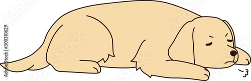 ゴールデンレトリバー（ふて寝）