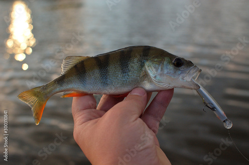 Summer fishing, perch fishing spinning reel on the lake
