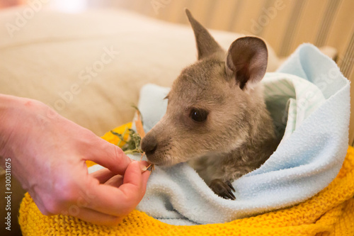 Photography Rescued Kangaroo in an Orphanage in Australia