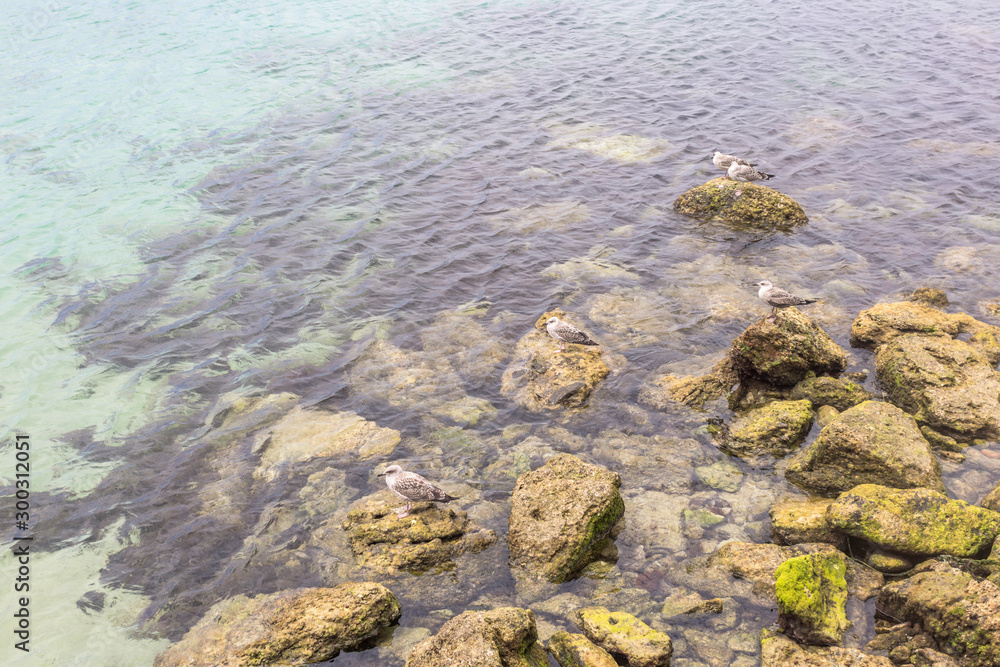Seagulls on the stones. Spanish coast. Mediterranean Sea. Clear water. Stone bottom. Sea birds.