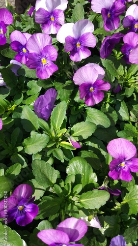 Purple flowers in the flowerbed