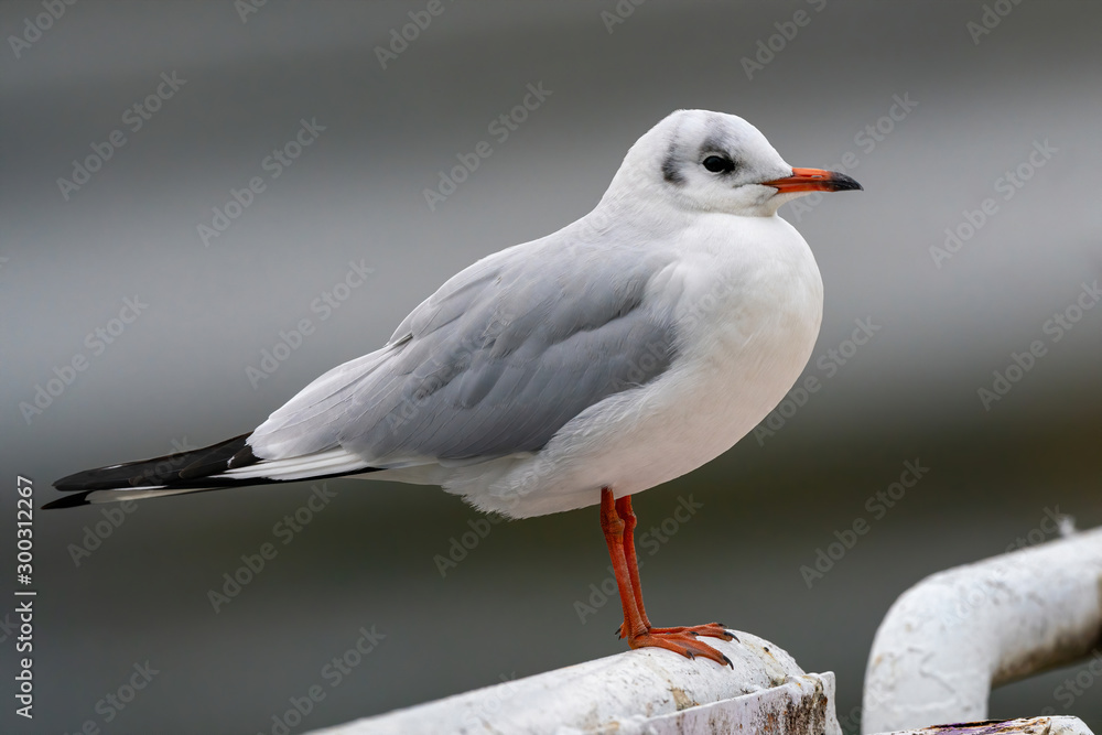 Obraz premium Close up of Black-headed gull (Chroicocephalus ridibundus)