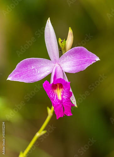 pink orchid flower isolated on green