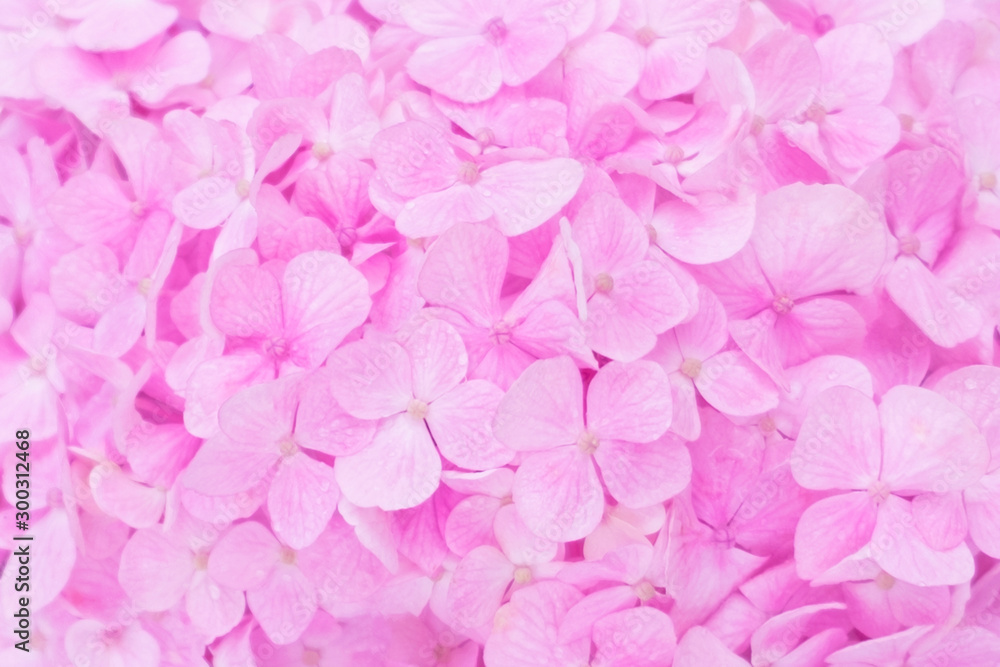 Blurred for background.Pink Hydrangea flower for texture background.