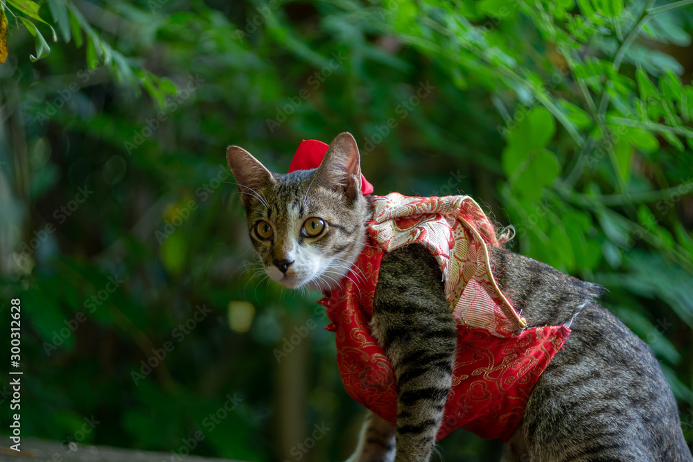 Cat chinese sales new year costume