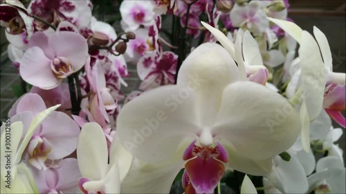Orchids. Phalaenopsis for sale.