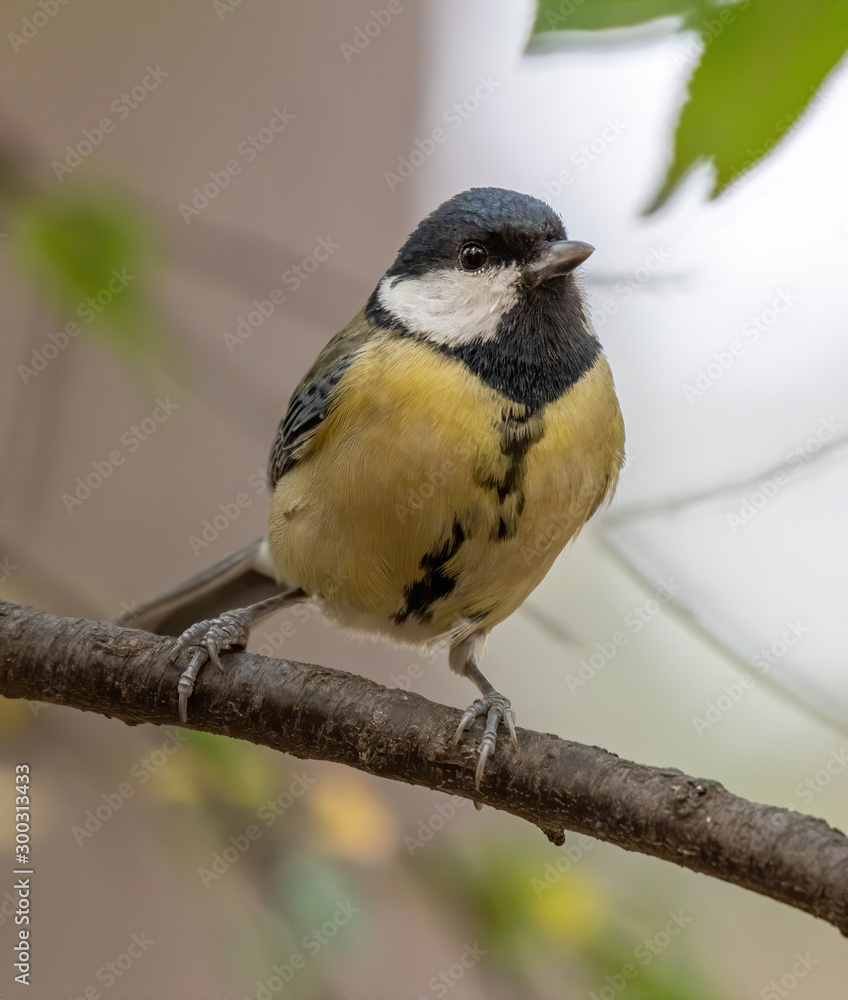 Fototapeta premium The great tit (Parus major) is a passerine bird in the tit family Paridae