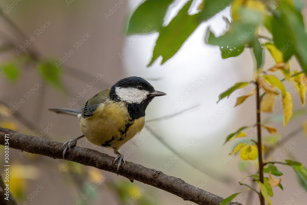 Obraz premium The great tit (Parus major) is a passerine bird in the tit family Paridae