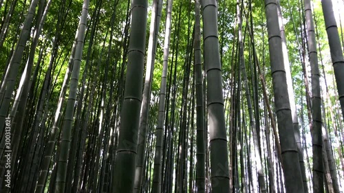 Kyoto, Japan at the Bamboo Forest photo