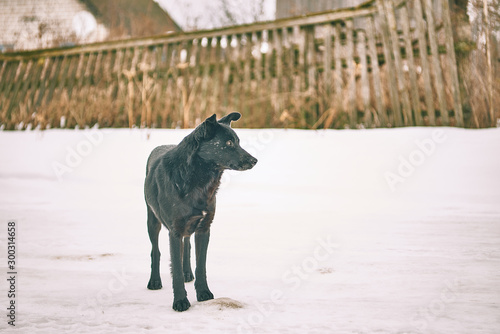 homeless black dog in winter outdoors