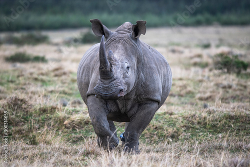 White Rhino Bull after having a radio collar fitted to him photo