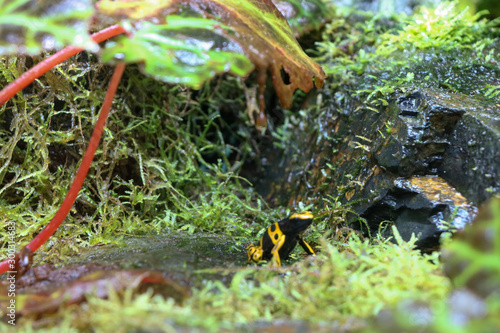 Yellow frog under a leaf umbrella