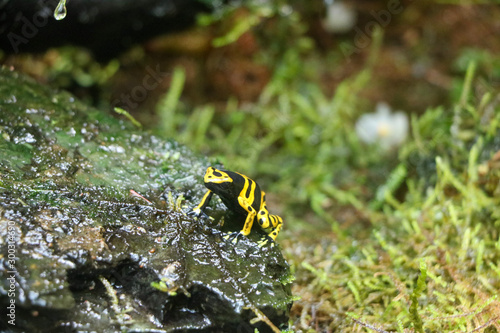 Yellow Frog on Rock