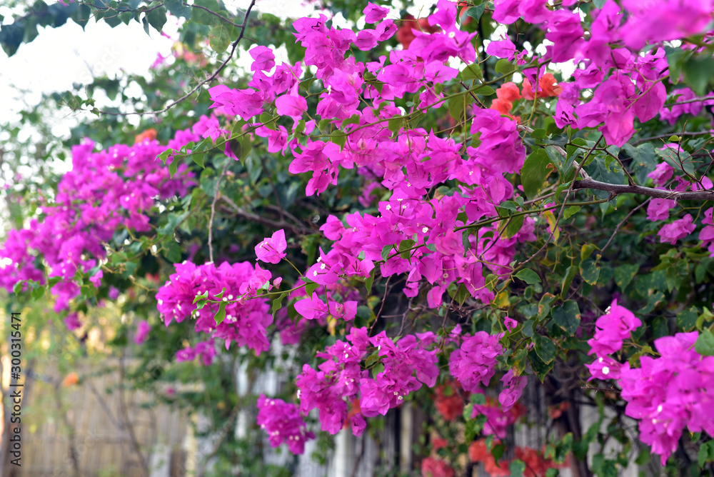 Colorful summer flowers along the street in Lembongan Island, Indonesia