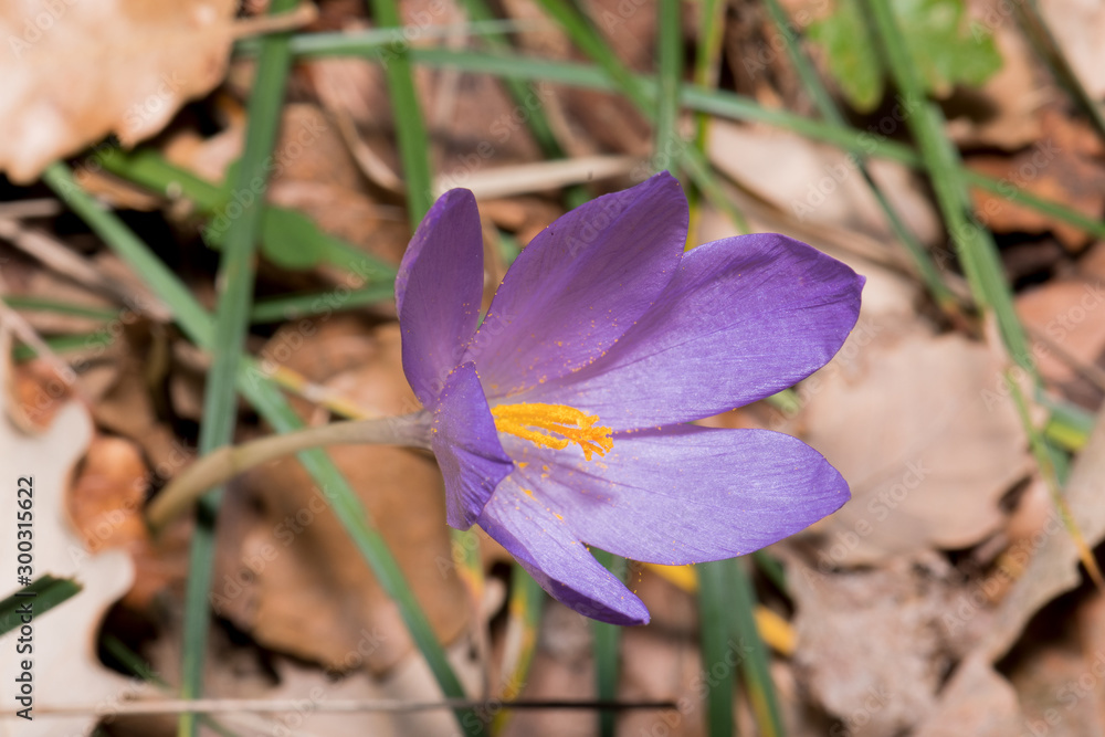 Nice macro photo of a purple flower similar to saffron Nice macro photo of a purple flower similar to saffron