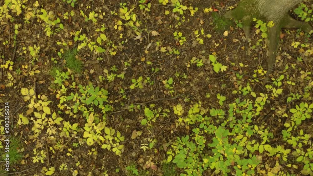 Wind from drone makes short grass move on forest floor while moving Wind from drone makes short grass move on forest floor while moving