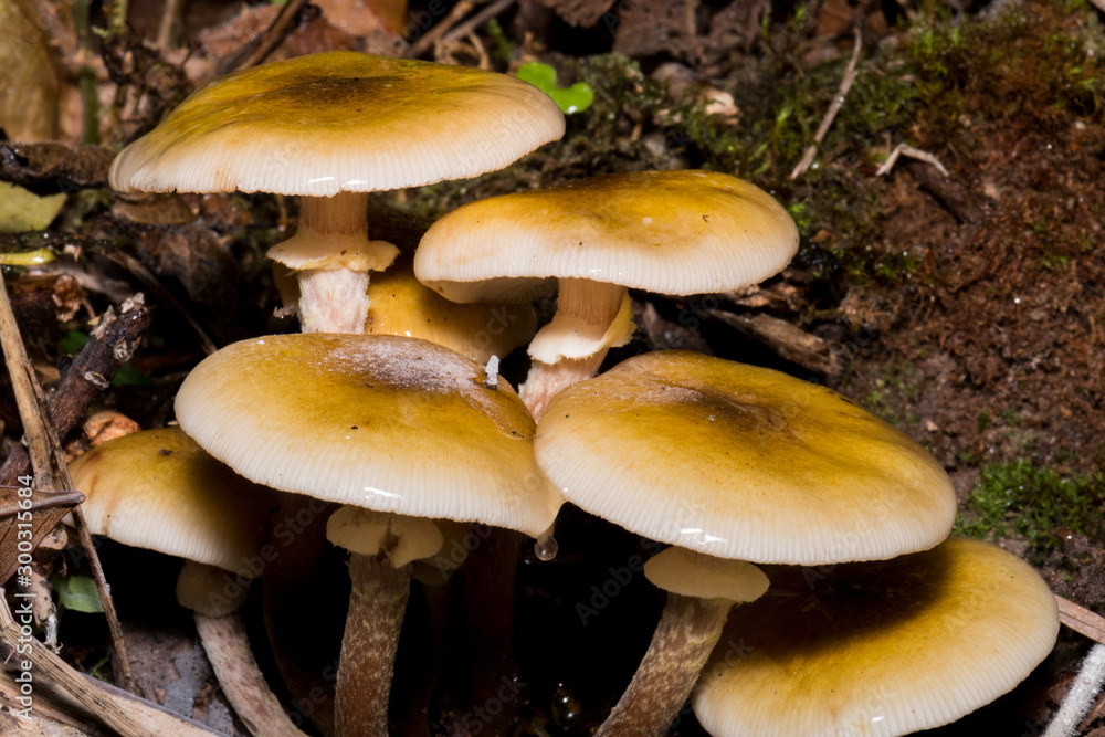 Mushrooms in the forest since it is autumn and it is its time Mushrooms in the forest since it is autumn and it is its time