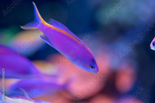 Yellowstriped fairy basslet (Pseudanthias tuka) in reef aquarium photo