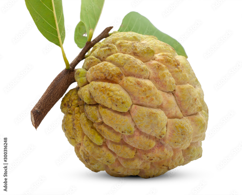 Fototapeta premium Annona or Custard apple isolated on white background