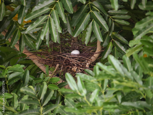 Egg in a Nest