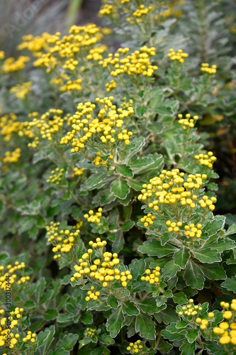 Detail of bush of yellow flowers with green leaves in the botanical garden of Madrid  Spain  Europe. In vertical