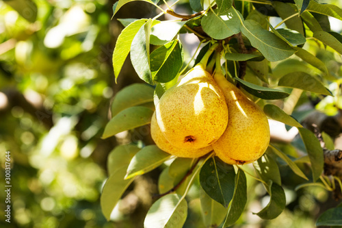Obraz na plátne Organic pears on a tree branch in the sun