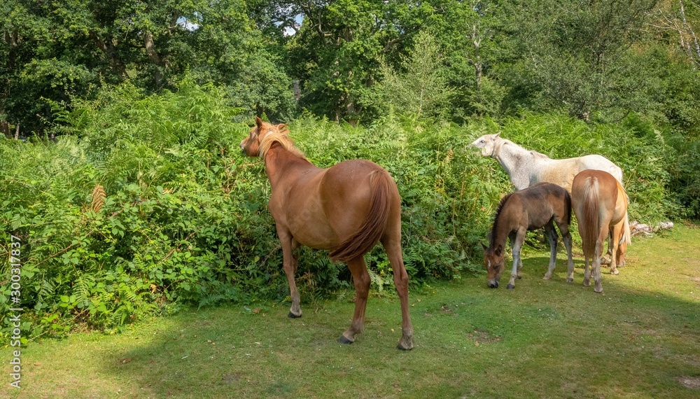 Fototapeta premium horses grazing in the mist in newforest great brittain
