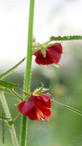 Flor impia or pentapetes phoenices in bloom photo