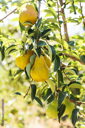 Fresh pears growing on a tree branch
