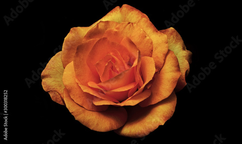 Fresh Beautiful fully blossom yellow color rose with red color shades on petals