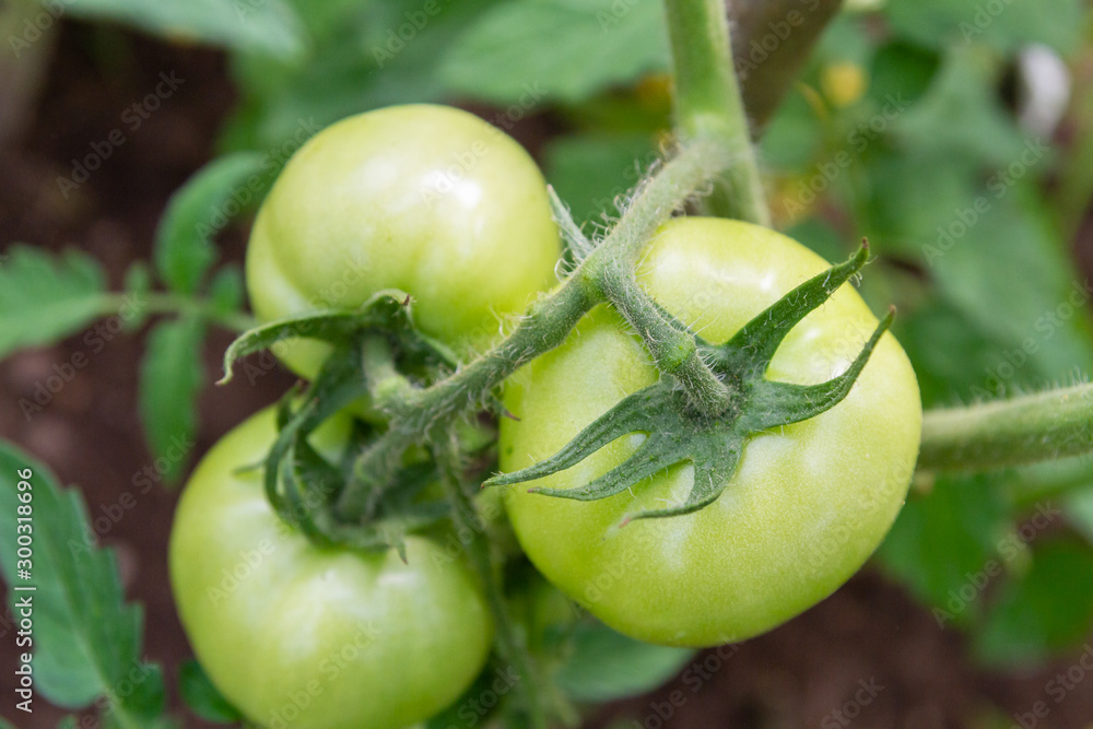 Green tomatoes hang in a bunch and ripen in a greenhouse Green tomatoes hang in a bunch and ripen in a greenhouse