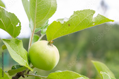 The fruits of apples hang and ripen on the tree in summer