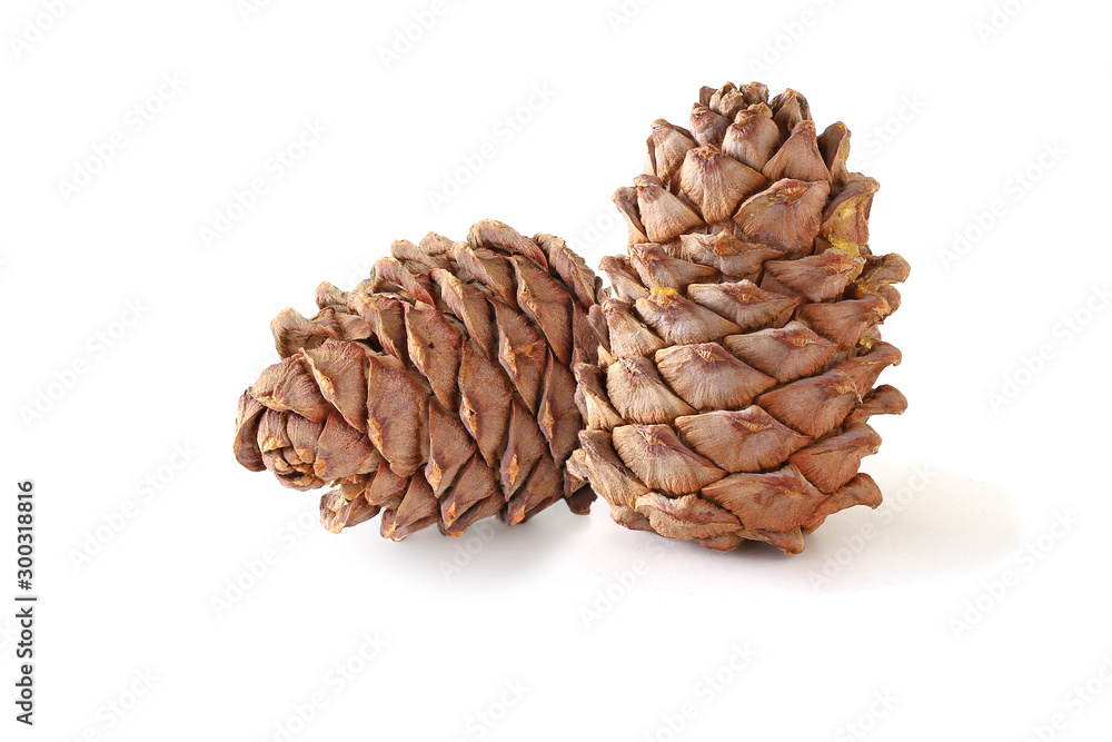 Two kedar cones isolated on the white Two kedar cones isolated on the white