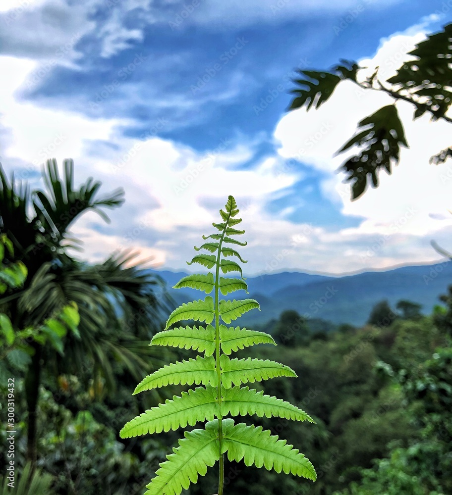 fern on a background of blue sky fern on a background of blue sky