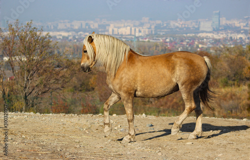 a beautiful horse dancing against the backdrop of a millionth city and sky, a yellow stallion with a white mane piaffe, strength and power embodied in a horse, a classical riding school in freedom