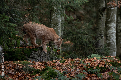 Lynx on the rock in Bayerischer Wald National Park  Germany