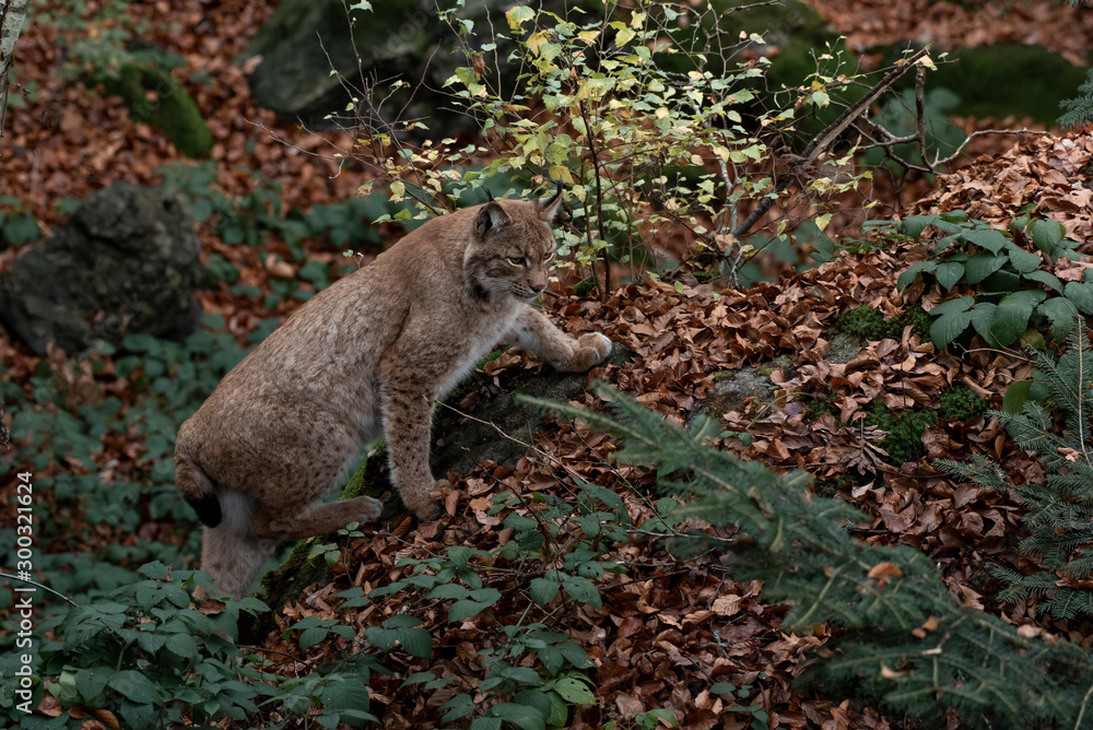 Obraz premium Lynx on the rock in Bayerischer Wald National Park, Germany