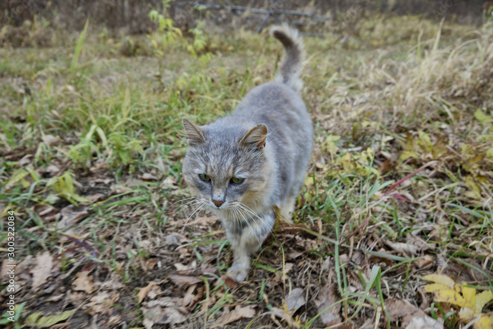 An old gray cat walks on the autumn grass. Old cat An old gray cat walks on the autumn grass. Old cat