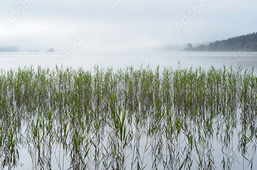 Lake with sedge and a morning mist above the calm water photo