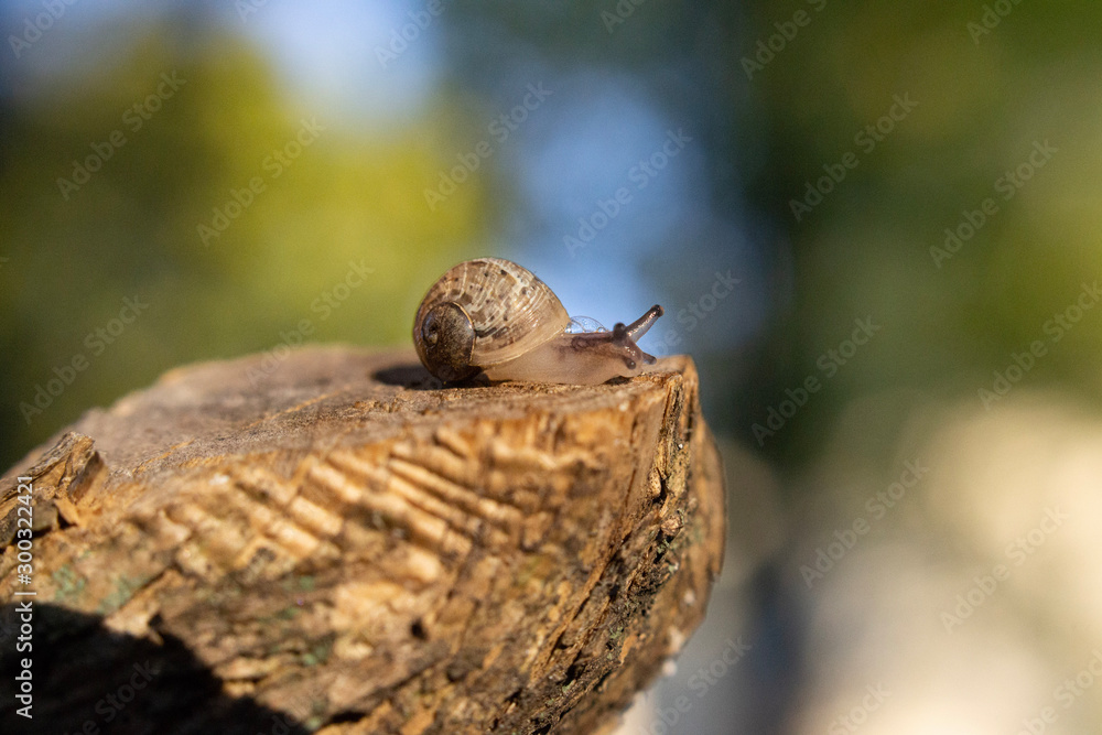 Macrophotography of a Snail on wood Macrophotography of a Snail on wood