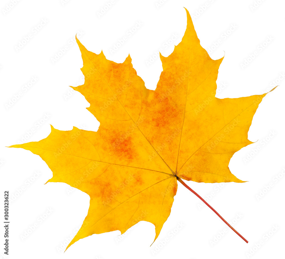 autumn maple leaf isolated on white background, clipping path, full depth of field autumn maple leaf isolated on white background, clipping path, full depth of field