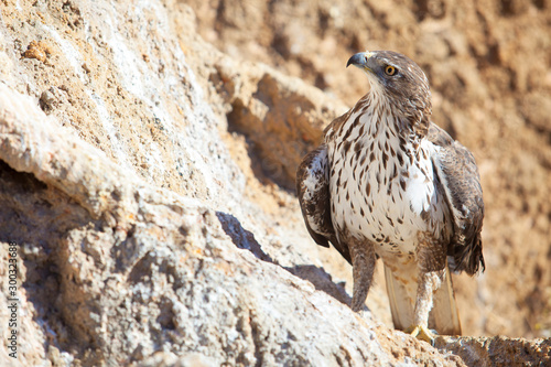 Short-toed eagle or Circaetus gallicus perched on rock slope photo