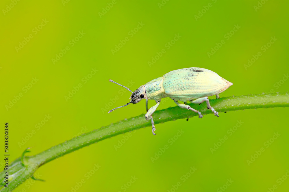 weevil on plant