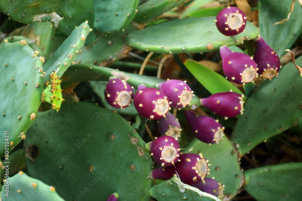 Prickly pear cactus with fruit in purple color, cactus spines. Close-up.