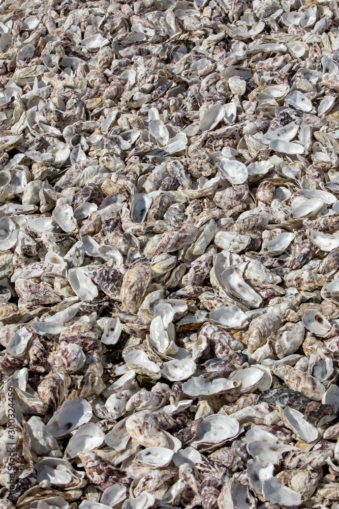 Thousands of empty shells of eaten oysters discarded on sea floor in Cancale, famous for oyster farms.  Brittany, France