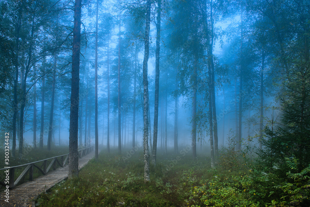 Forest look like a fairytale world