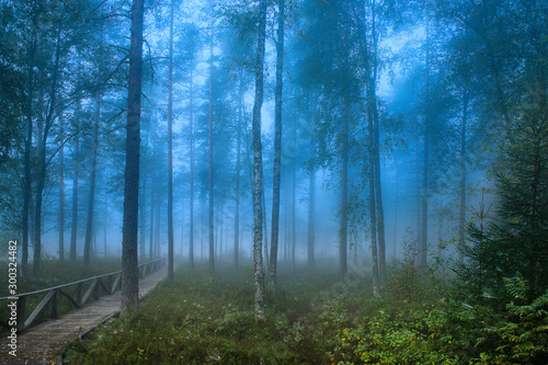 Forest look like a fairytale world