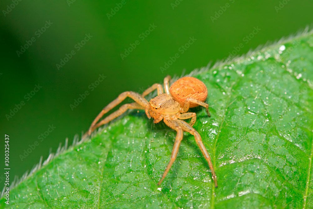 crab spider on plant crab spider on plant
