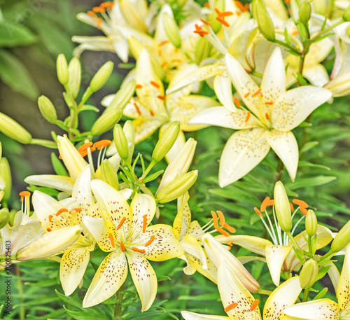 Yellow tiger lilies